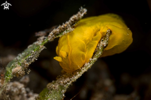 A Gymnodoris sp.