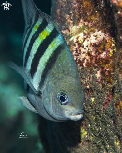 A Abudefduf saxatilis | Sergeant-major