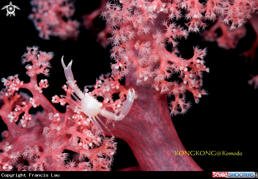 A Soft Coral Crab (Quadrella coronata)