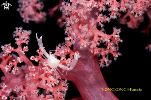 A Soft Coral Crab (Quadrella coronata)
