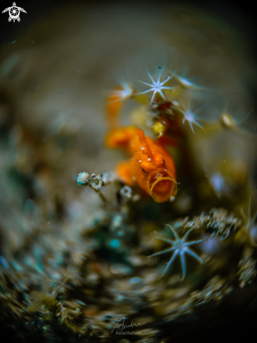 A Frogfish