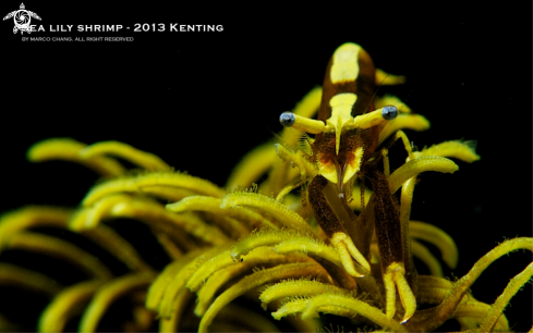 A sea lily shrimp