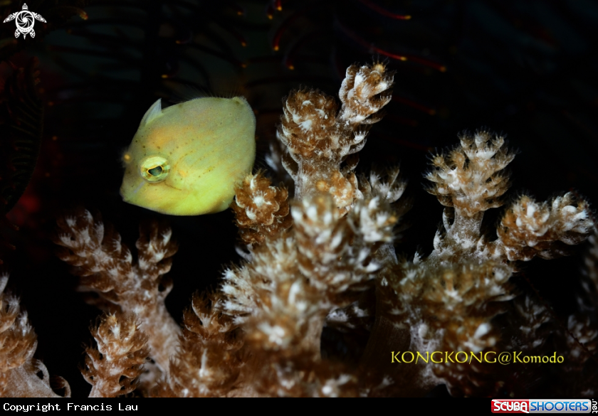 A Yellow Japanese Inflator Filefish
