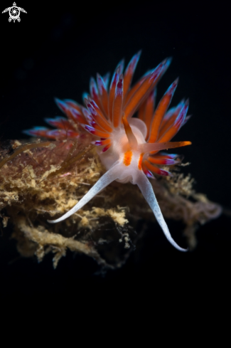 A Cratena nudibranch 