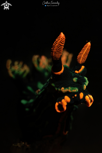 A Nembrotha kubaryana  | Nudibranch