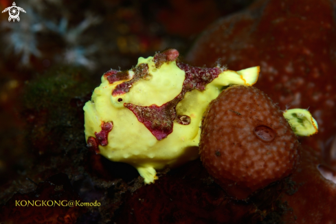 A Warty Frogfish