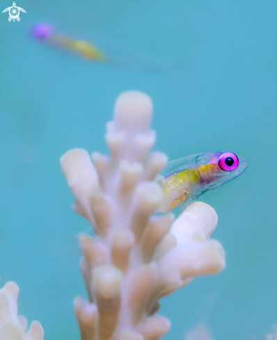 A Pink Eye Goby