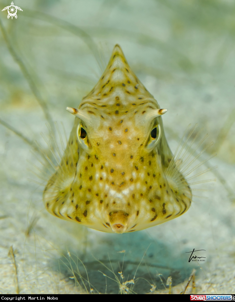 A juv. Honeycomb Cowfish