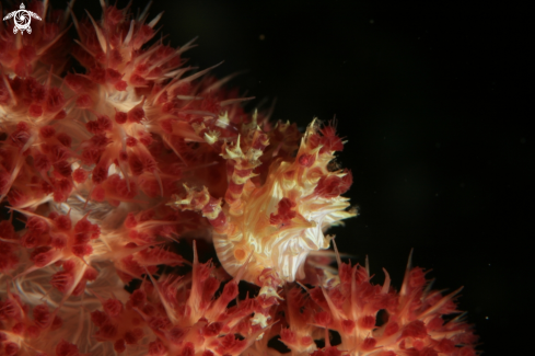 A Hoplophrys oatesii | Candy Crab