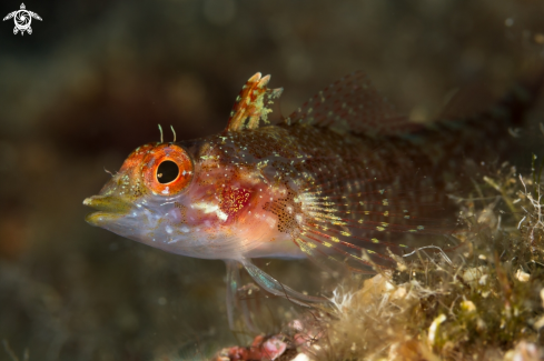 A Tripterygion tripteronotum | Pesce peperoncino