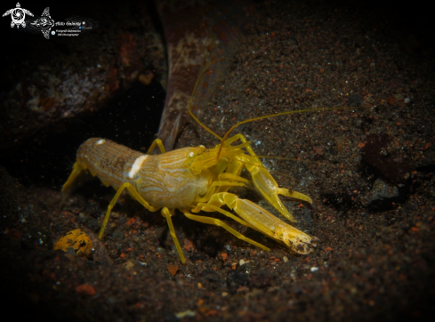 A Shrimp Alpheus sp.  | White Saddle Snapping 