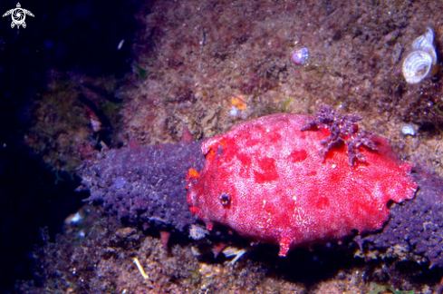 A PLATYDORIS ARGO