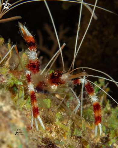 A Stenopus hispidus | Banded coral shrimp