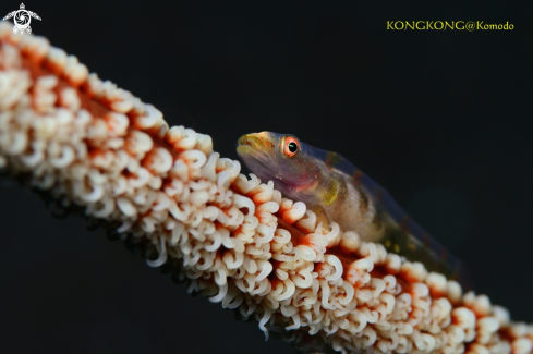 A Whip Goby