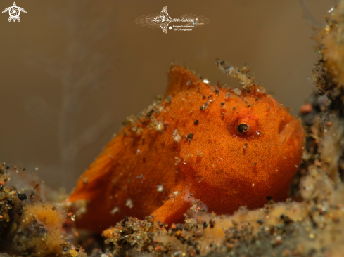 A Ocellated Frogfish