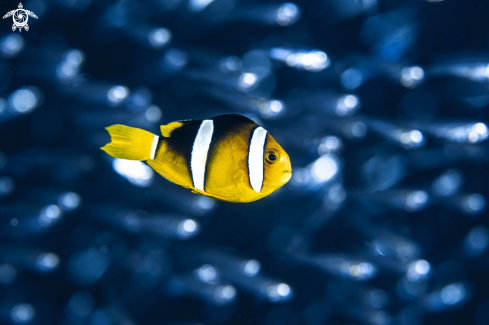 Clark's Anemonefish