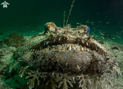 A Common monkfish