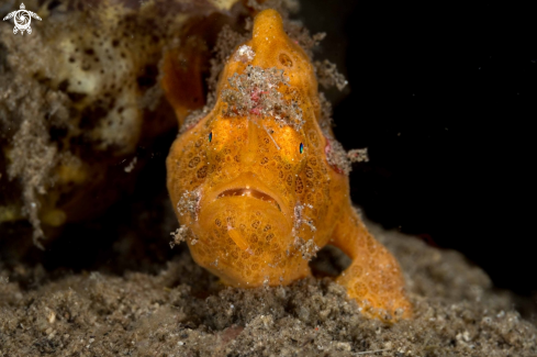 A Antennarius pictus | Painted Frogfish