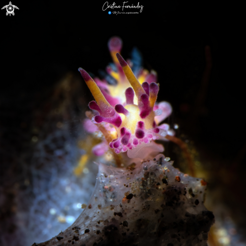 Nudibranch