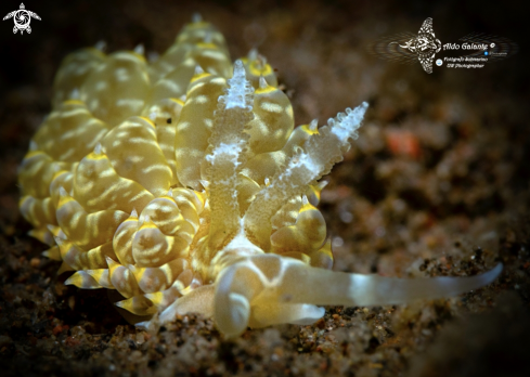 The Aeolid Nudibranch