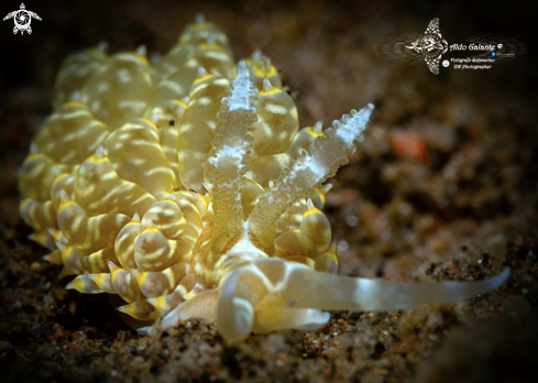 A Aeolid Nudibranch