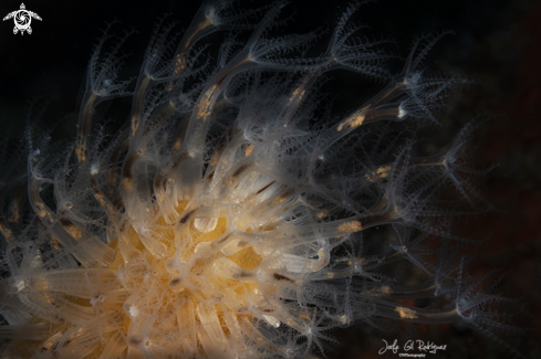 A Finger shaped sea pen