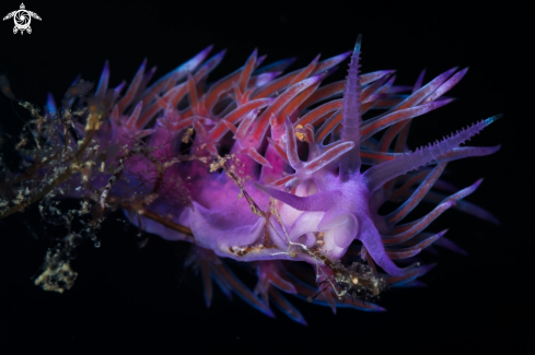 A Flabellina nudibranch