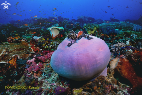 A Ball Anemone