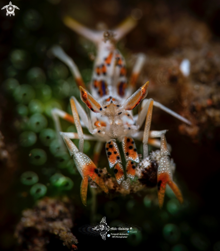 A Phyllognathia ceratophthalma (Balss, 1913)  | Spiny Tiger Shrimp. 