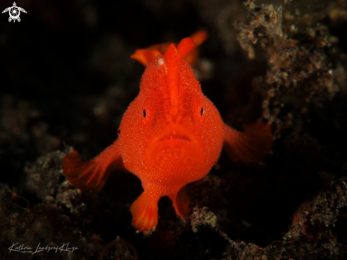 A Juvenile Painted Frogfish 