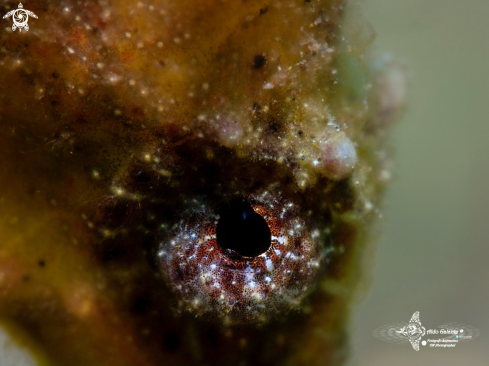 A Thorny Seahorse