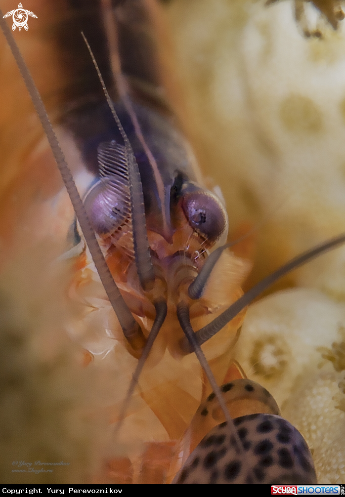 A Alpheus lottini shrimp