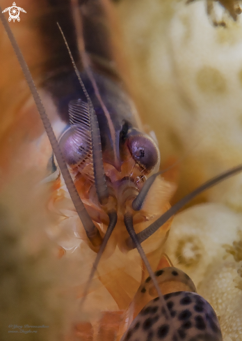 A Alpheus lottini shrimp | Alpheus lottini shrimp