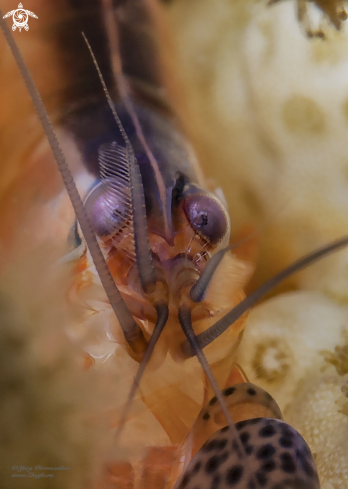 A Alpheus lottini shrimp