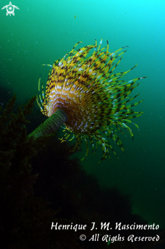 A Sabella spallanzanii | Espirografo