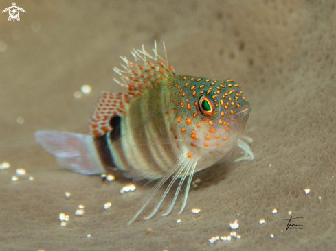 A Redspotted hawkfish