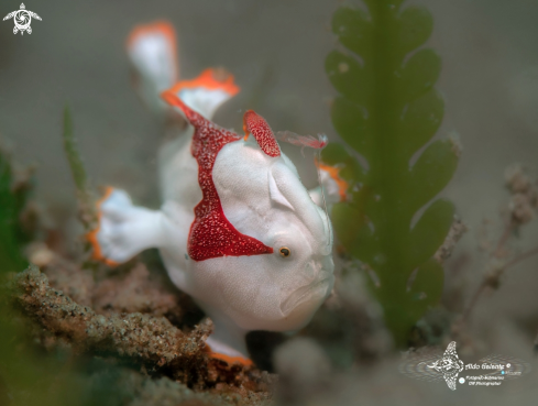 A Warty Frogfish