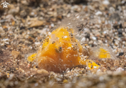 A Hairy frogfish (juvenile)