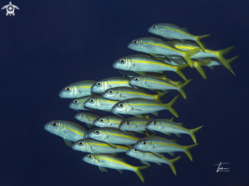 A Yellow Goatfish