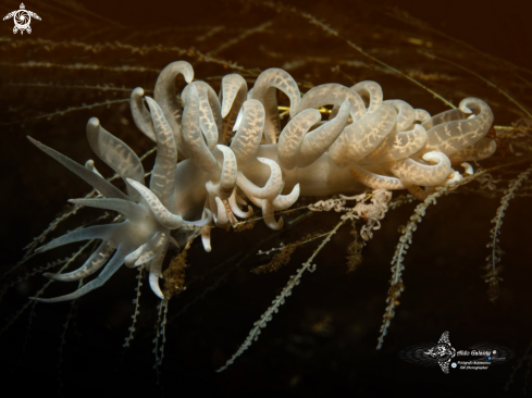 A Phyllodesmium iriomotense Baba, 1991 | Phyllodesmium Sea Slug (10cm / 4 Inch)