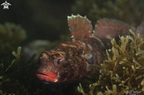 A Redmouthed goby