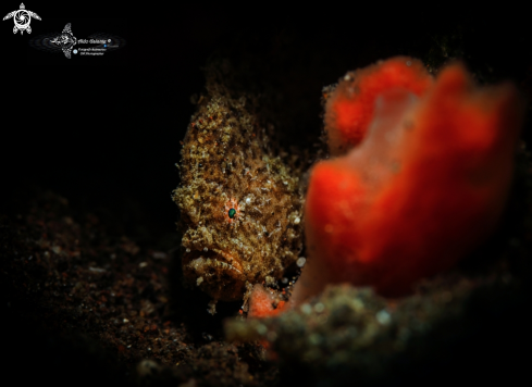 A Frogfish