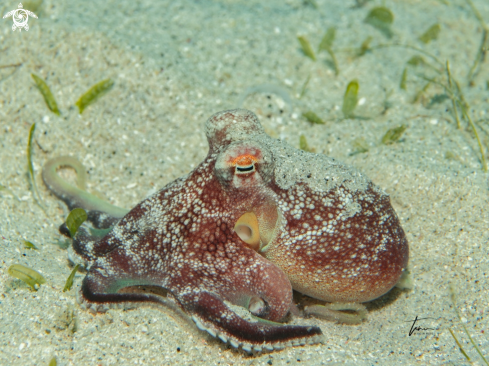 A Brownstriped Octopus
