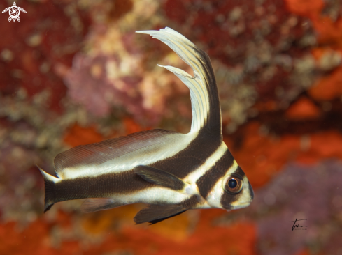 A Equetus punctatus | Spotted Drum