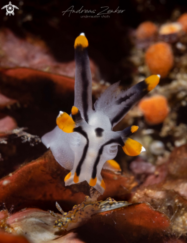 A Helicopter Nudibranch