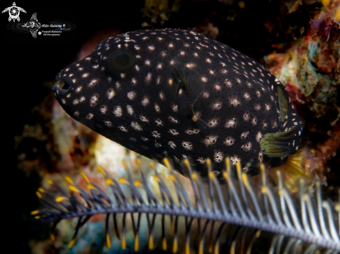 A Puffer Fish Juvenil