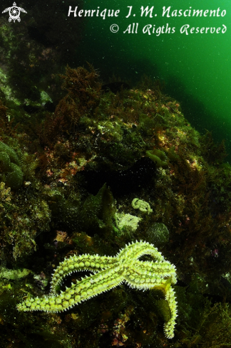 A Estrela do Mar