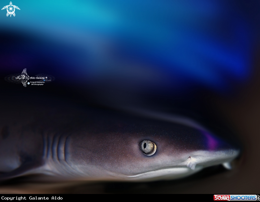 A Whitetip Reef Shark 