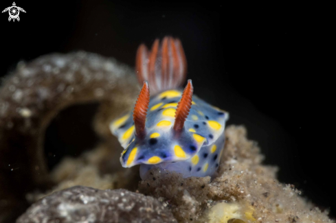 A Hypselodoris roo