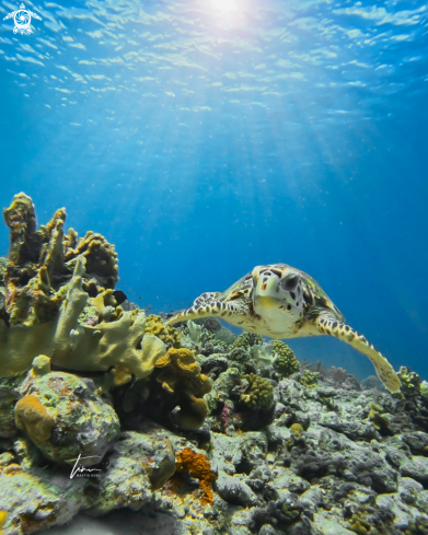 A Eretmochelys imbricata | Hawksbill Seaturtle